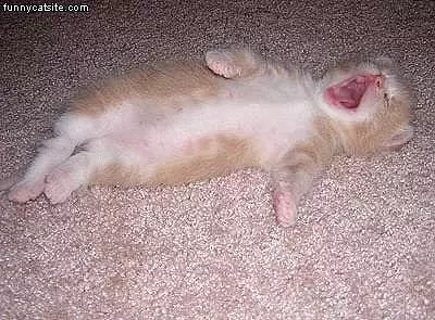 Yawn