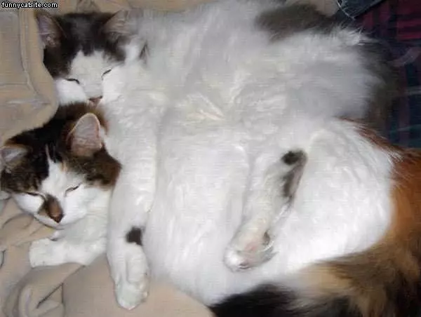 Fat Sleeping Cats