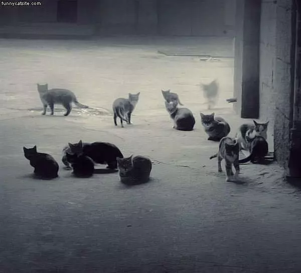 Lots Of Cats