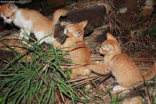 Kitten Train