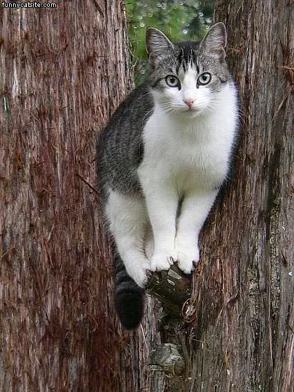 Tree Balancer