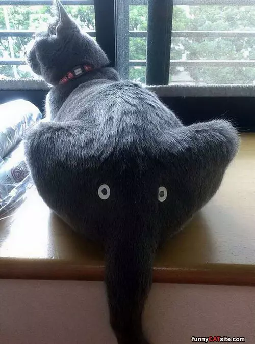 Butt Eyes