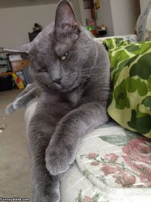 Very Relaxed Cat