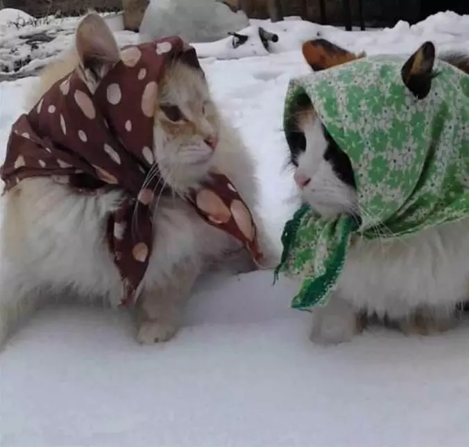 Babcha Cats