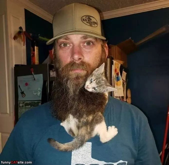 Beard Kitty