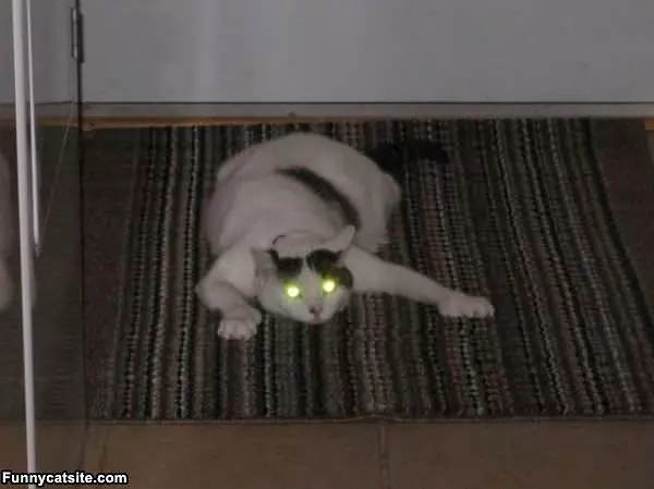 I Am Da Lazer Cat