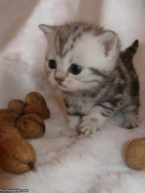 Aw Nuts