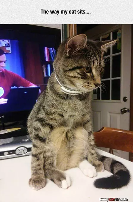 Cute Cat Sitting Like Human