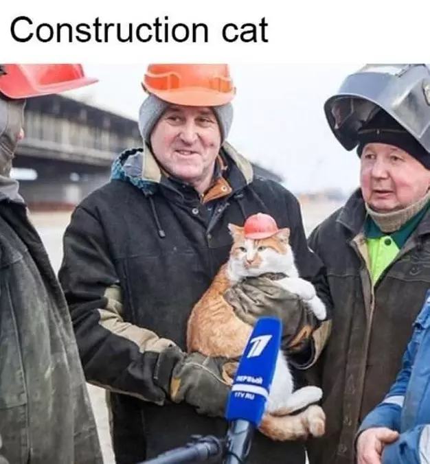 Construction Cat