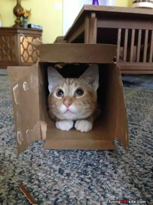 My Fort