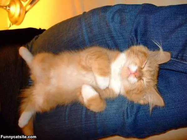 I Are Sleepy