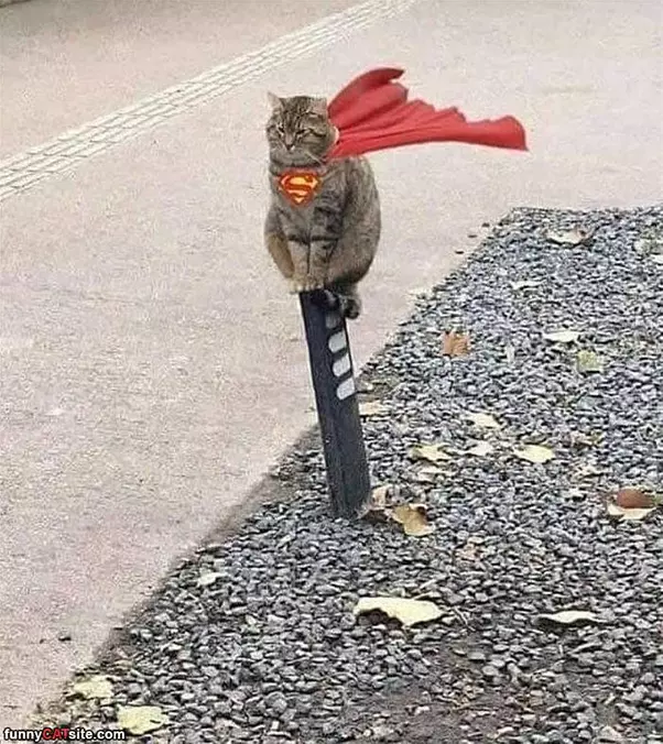 Super Cat