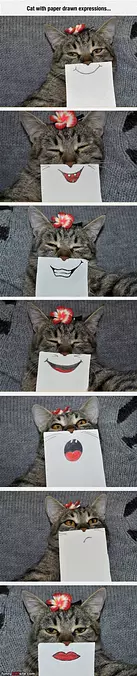 Cat Expressions