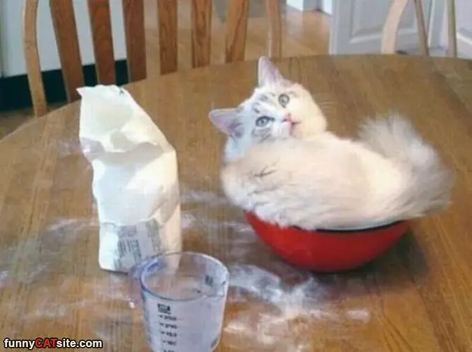 I Am Flour