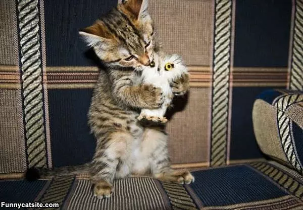 Brommm Nom Nom
