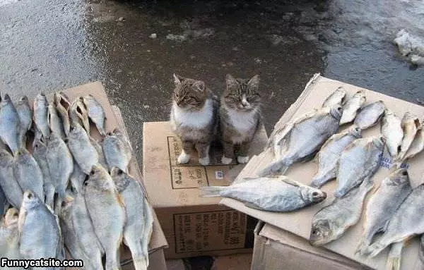 Can We Have Some Now
