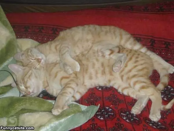 Couple Of Cats Relaxig