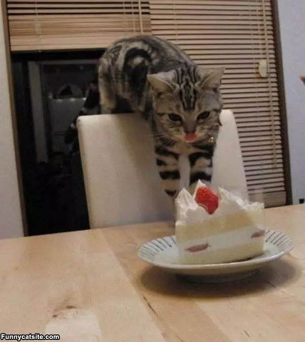This Looks Delicious