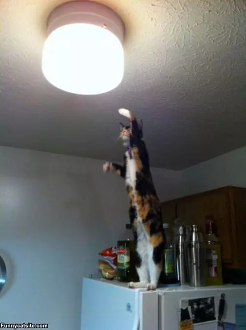 Give Me The Light