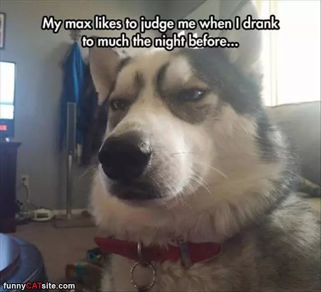 Max Likes To Judge Me