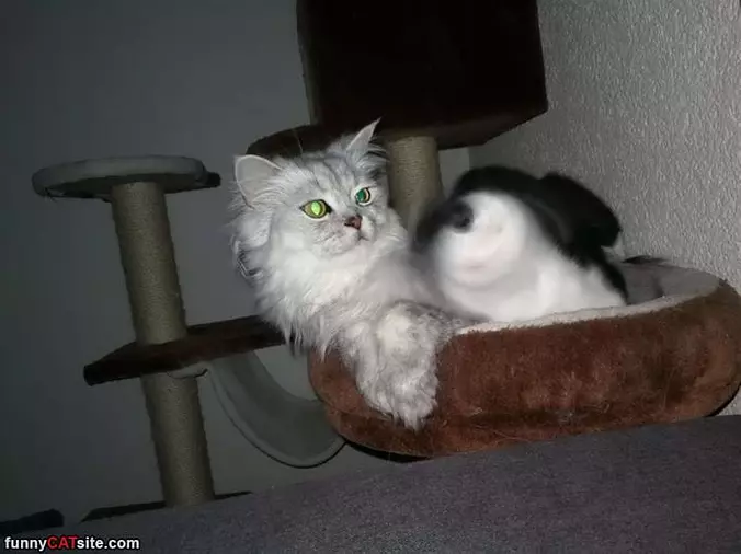 The Drill Cat