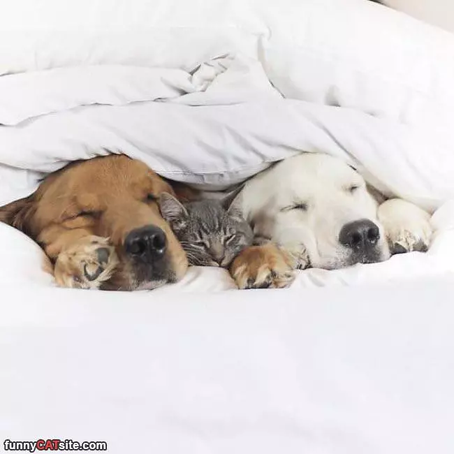 Tucked In With My Buddies