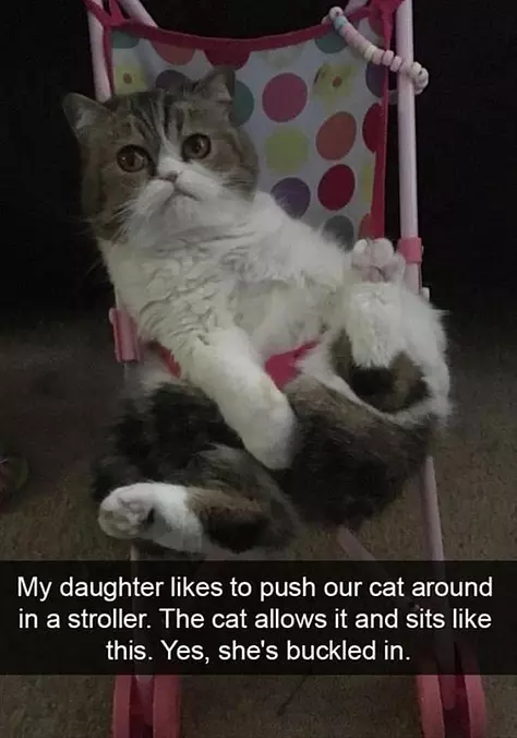 The Stroller Cat