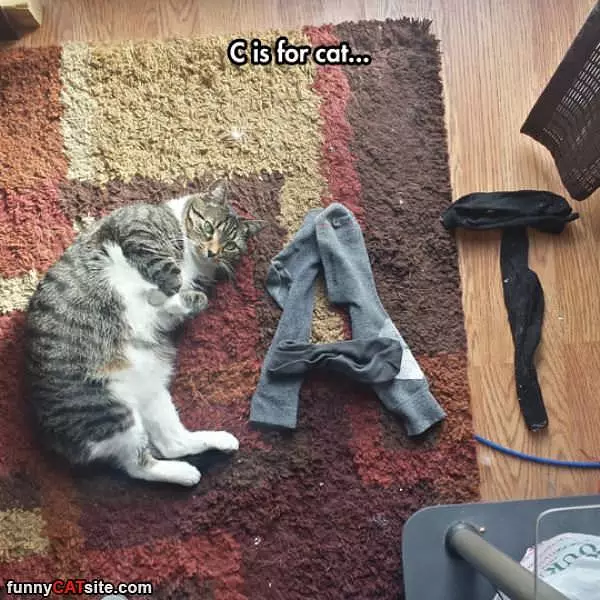 C Is For Cat