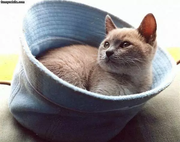 Cat In A Hat