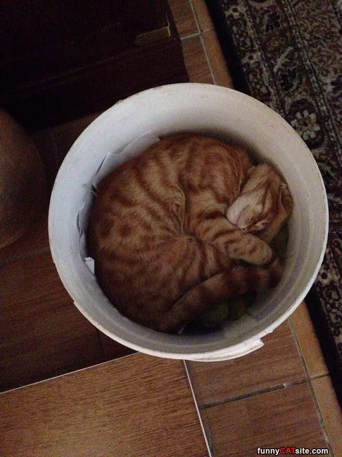 Curled Up In A Ball