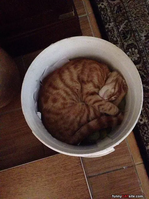 Curled Up In A Ball