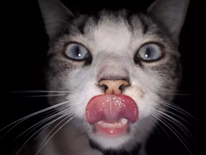 Lick It Up