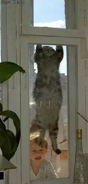 Window Cat