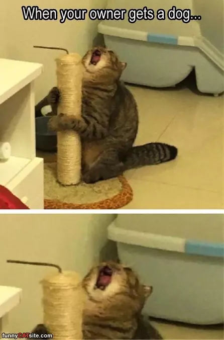 Owner Gets A Dog