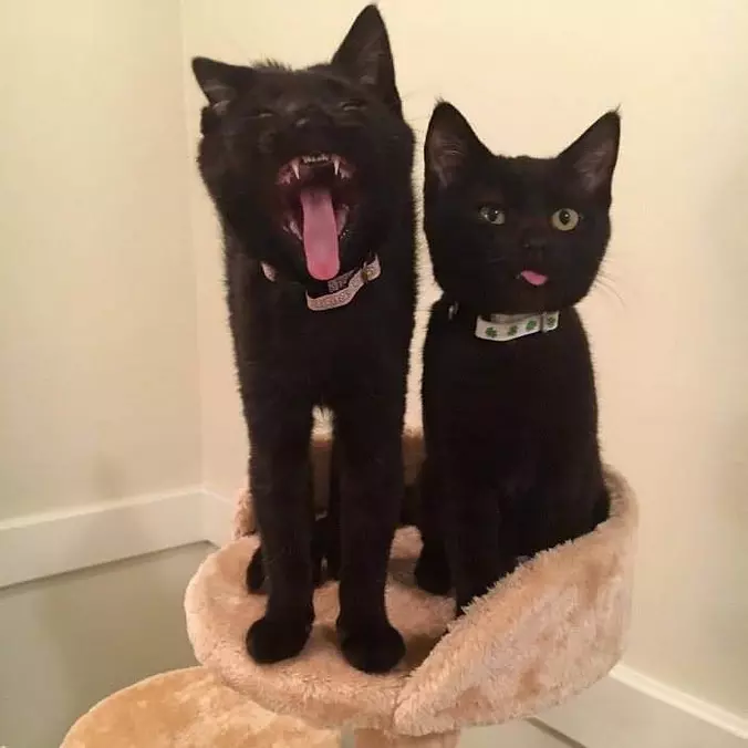 Me And My Wild Brother