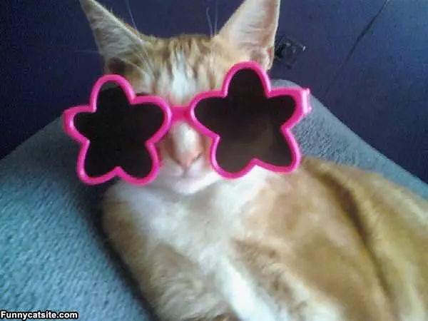 Im A Star