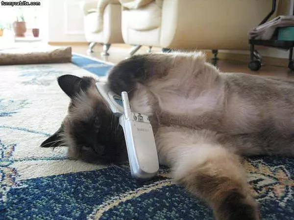 Can You Hear Me Now