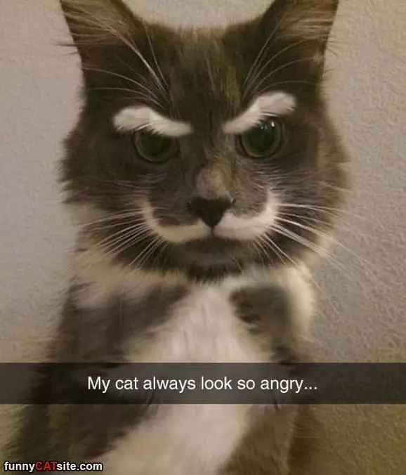 Angry Cat