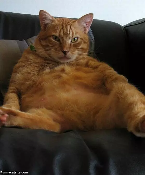 The Fat Cat