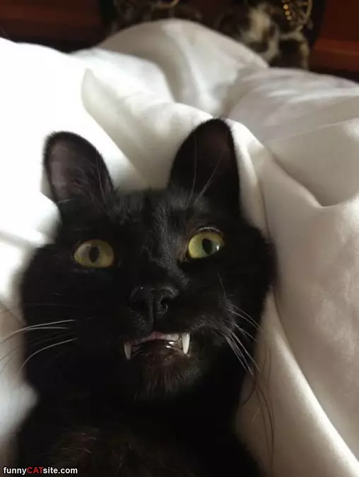 My Grrrr Face