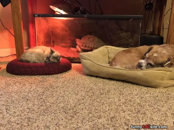Both Napping