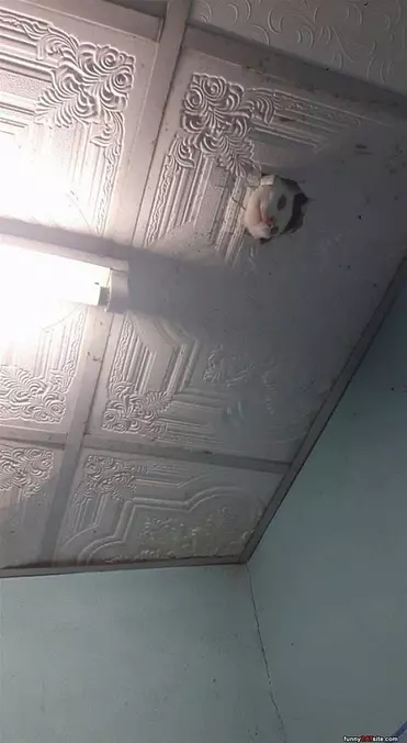 Ceiling Cat