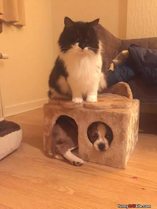 I Am The King Here