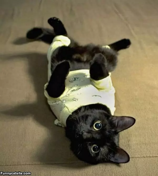 I Has A Sweater