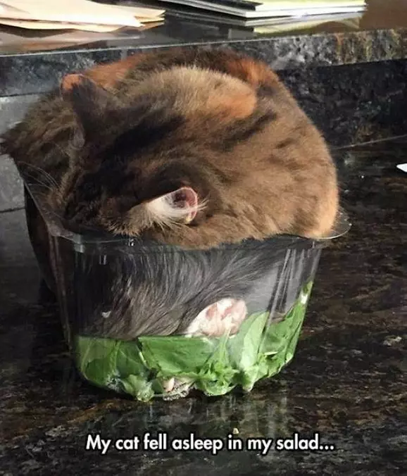 This Salad Is Lovely