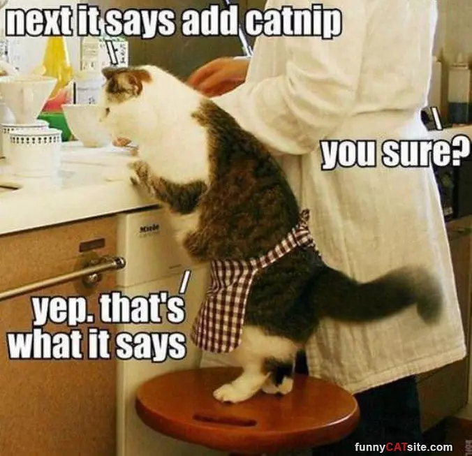Add Some Catnip