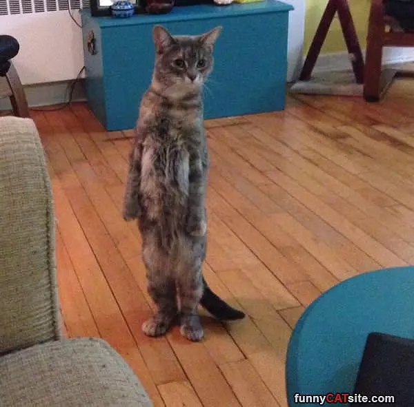 Standing Tall
