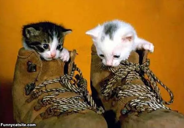 We Has A Shoes