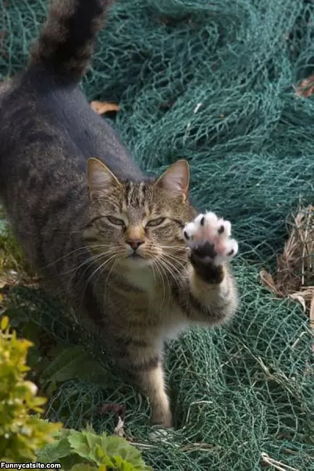 High 5 Man