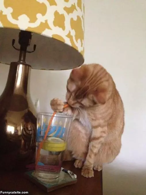 Cat Wants A Sip